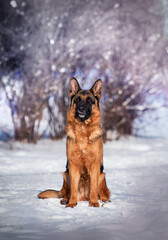 Fototapeta na wymiar dog shepherd sitting in winter snowy park