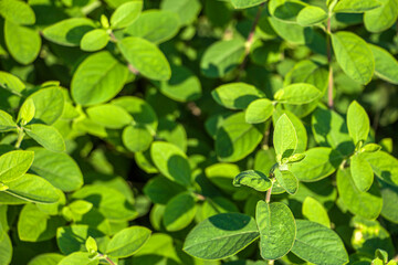 Leaves of Real, common or forest honeysuckle. Natural background.