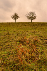 Trees at a moor. Open landscape with a dramatic sky in the background. Picture from Revingehed, Scania county, Sweden