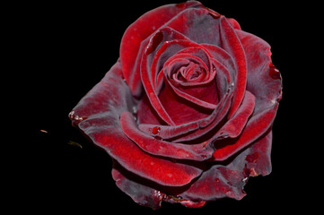A velvet rose bloomed on a black background.