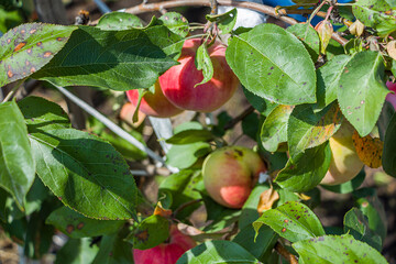 Apple leaves disease, Apple scab, Brown spot (phyllosticosis).