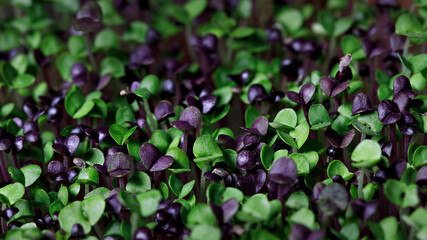selective focus photo of basil microgreens. city farming indoor concept.