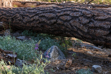 Fototapeta na wymiar Bluebonnets wildflowers growing along tree log