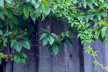 Fototapeta na wymiar Parthenocissus quinquefolia and Partenocissus five-leafed Attached grapes (Parthenocíssus inserta) - woody vine of genus Maiden grapes hanging on wooden wall, rustic style. Green leaves.