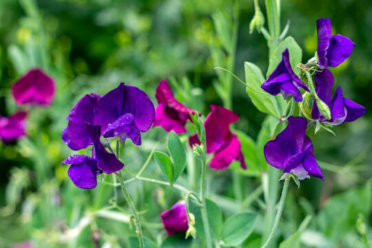 Fragrant rank (Lathyrus odoratus), or soulful pea, is flowering herb of genus China (Lathyrus) of legume family (Fabaceae). Blooming purple garden flowers.