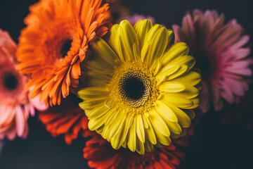 Beautiful bouquet of gerberas of different colors on a black background. Banner with copy space for text.