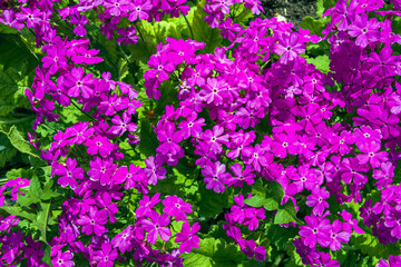 Naklejka premium Powdered primrose (Primula farinosa) is perennial herb from genus Primula. Bright magenta blooming flowers. For seed packaging cover. Natural background.