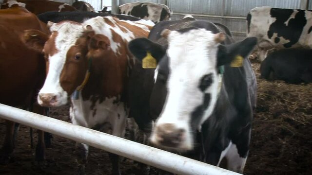 Cows in a pen with tags on the ears. Slaughterhouse meat production