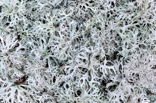 Evernia prunastri or oakmoss. Can be used the texture of lichens as a background, selective focus.