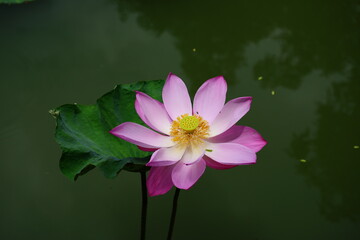 Pink lotus flower blossom in pond