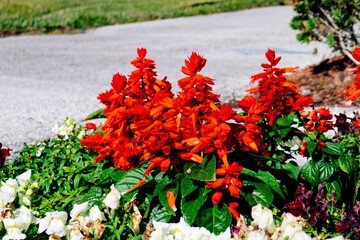 Colorful garden snapdragon flower in winter	
