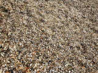 beach made up of millions of seashells