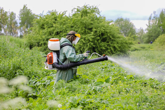 MINSK, BELARUS - 1 OCTOBER, 2020: mowing and herbicide treatment of sosnovsky hogweed