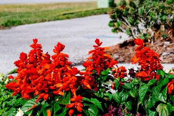 Fototapeta na wymiar Beautiful snapdragon flower in winter of Florida 