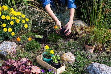 Woman is planting marigolds (tagetes) seedlings in the rockery, worker cares about flowers in the flower garden, floriculture and the flower planting concept