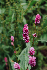 pink flowers in a field