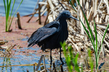 Fototapeta premium Aigrette ardoisée,.Egretta ardesiaca, Black Heron