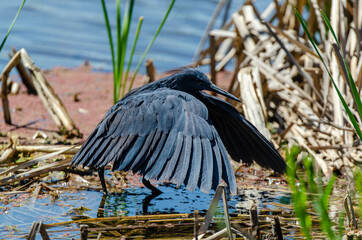 Aigrette ardoisée,.Egretta ardesiaca, Black Heron