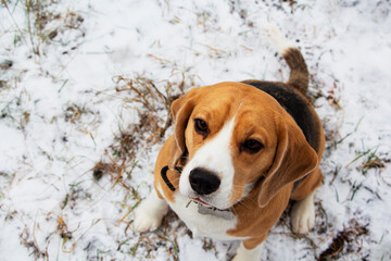 Top view, a beagle dog sits in the snow in winter and looks at the camera