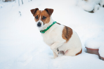 Mały pies w zimowej scenerii 