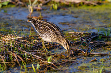 Bécassine des marais,.Gallinago gallinago, Common Snipe