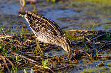 Bécassine des marais,.Gallinago gallinago, Common Snipe