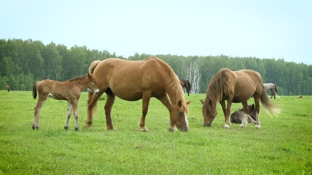 Horses and foals. Green field for horses