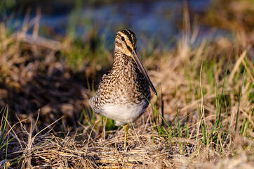 Bécassine des marais,.Gallinago gallinago, Common Snipe