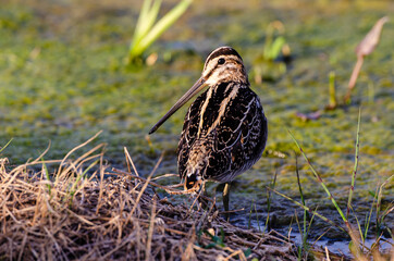 Bécassine des marais,.Gallinago gallinago, Common Snipe