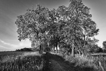 Rural landscape with a paved road and deciduous trees during autumn