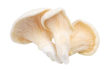 Fototapeta na wymiar three oyster mushroom isolated on white background