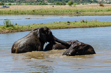 Fototapeta na wymiar Éléphant d'Afrique, Loxodonta africana, Parc national du Pilabesberg, Afrique du Sud