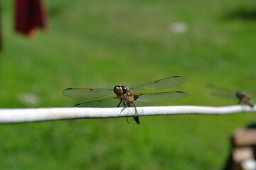 dragonfly on a branch nature insects stricosis green anger forest cottage house animals природа насекомые стрикоза зеленое злень лес дача дом животные 