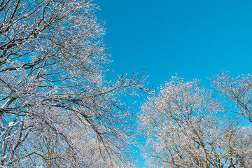 Blue sky and sea, forest tree branch top in snow. Wonderful fairytale Christmas New Year weather. Winter background for presentation slides, cards, webside design etc