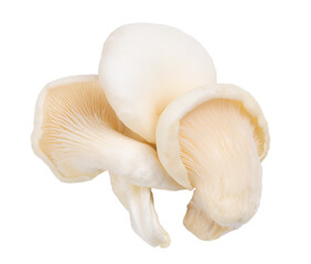 three oyster mushroom isolated on white background
