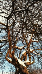 Fototapeta premium Branches of a tree covered with snow against the sky