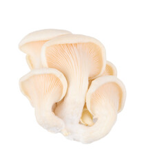 small group of oyster mushroom isolated on white background