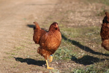 Free range hen in the field