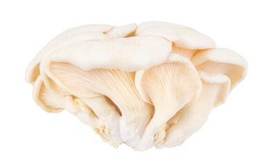 group oyster mushroom isolated on white background