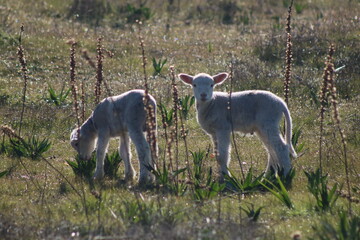 Two Little sheep grazing in the field
