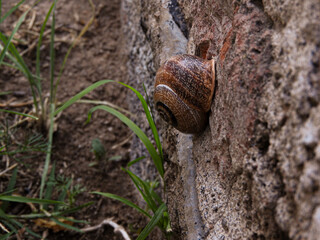 snail on a stone
