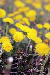 yellow dandelions 