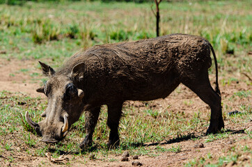 Phacochère commun, Phacochoerus africanus, Afrique du Sud