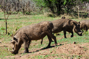 Phacochère commun, Phacochoerus africanus, Afrique du Sud