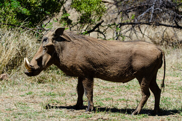 Phacochère commun, Phacochoerus africanus, Afrique du Sud