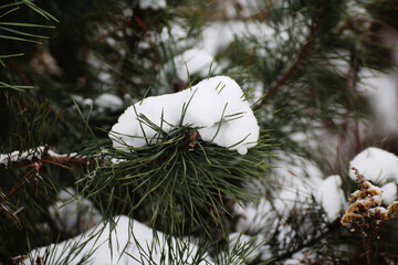 snow-covered pine twigs in winter - obrazy, fototapety, plakaty
