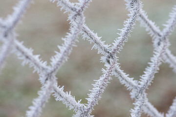 Frost on Fence