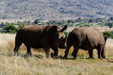 Obraz premium Rhinocéros blanc, white rhino, Ceratotherium simum, Parc national Pilanesberg, Afrique du Sud