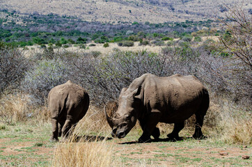 Naklejka na ściany i meble Rhinocéros blanc, white rhino, Ceratotherium simum, Parc national Pilanesberg, Afrique du Sud