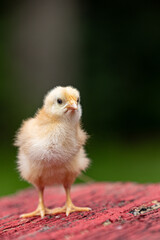 A yellow chick standing on rustic red wood, isolated with dark green background. Shallow depth of field. Poultry and chickens on the farm. 